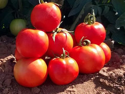 Бехрам F1 семена томата детерминантного (Enza Zaden / Энза Заден)