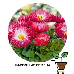 Маргаритка Бом Бом Красная (5шт) (семена)