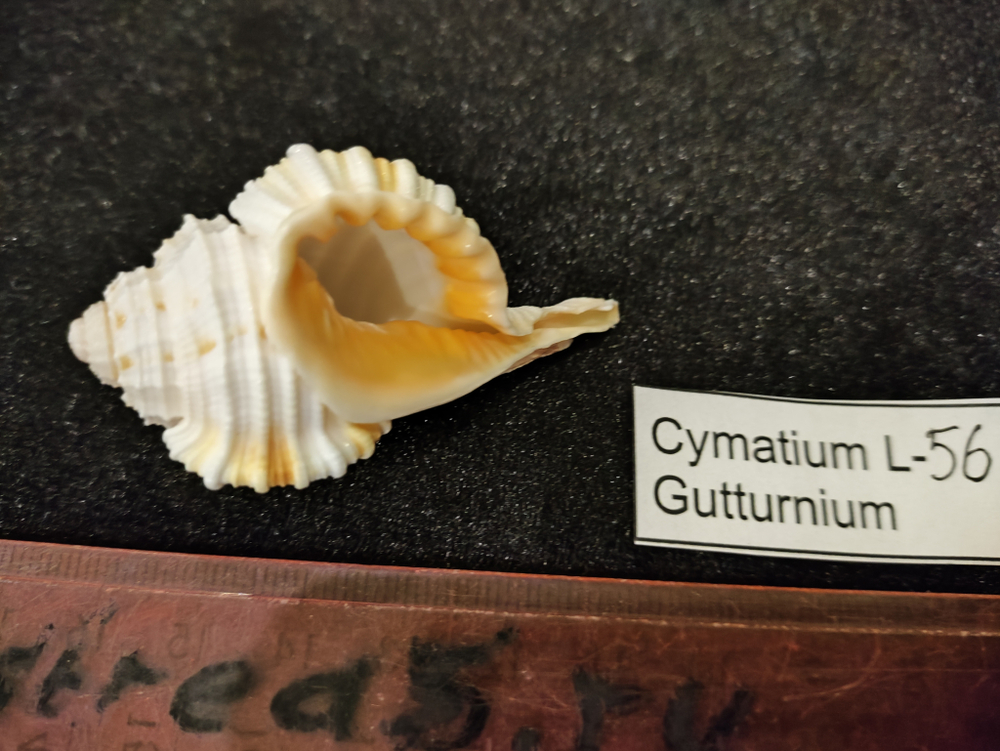 Циматиум Гуттурниум