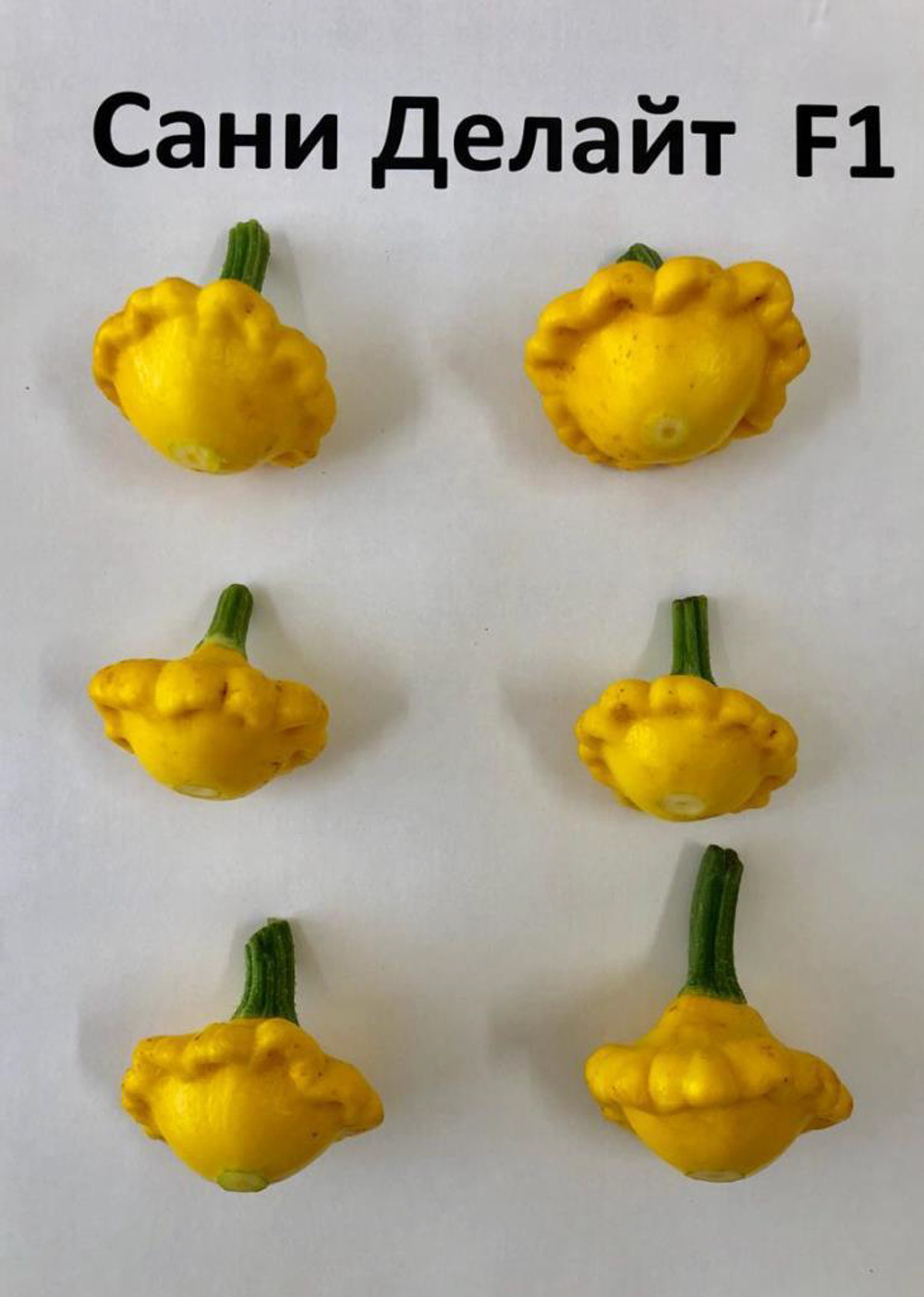 Патиссон Сани Делайт F1 (20шт) Витагрин Профи