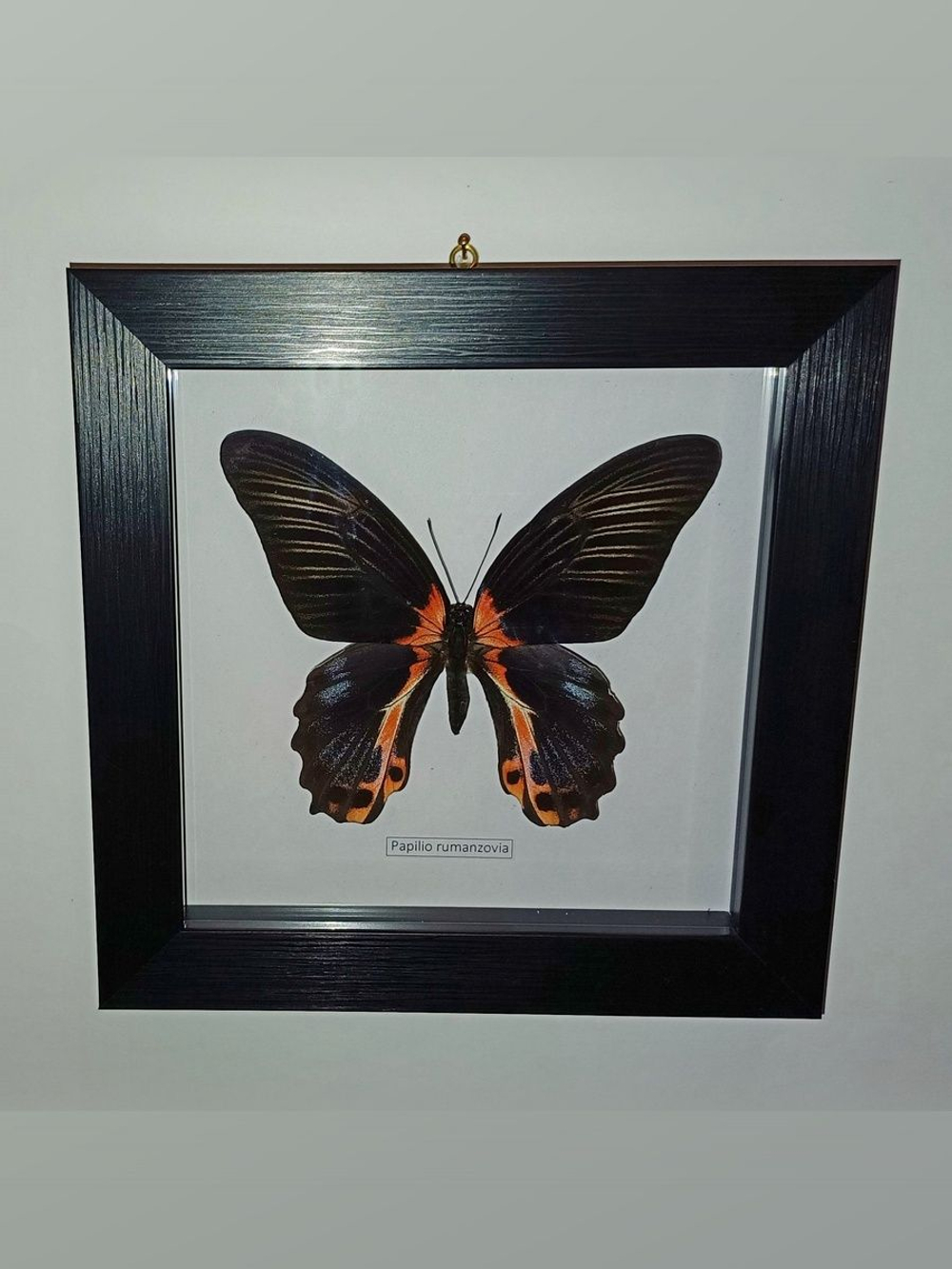 Бабочка Papilio rumanzovia самка в рамке