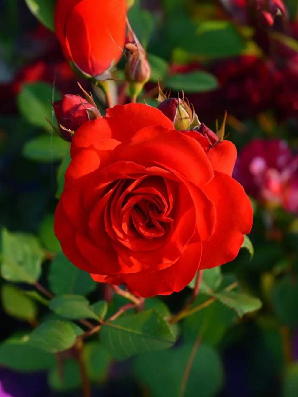 Роза плетистая Лилиана