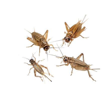 Домовой сверчок 1-1,5 см (Acheta domesticus)
