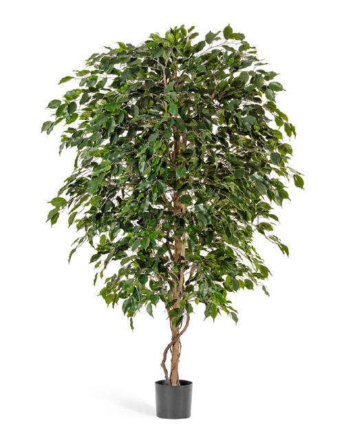 Фикус Бенджамина Де Люкс 240 см 2/2 10.31808N