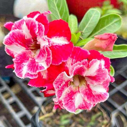 Адениум GIFFY