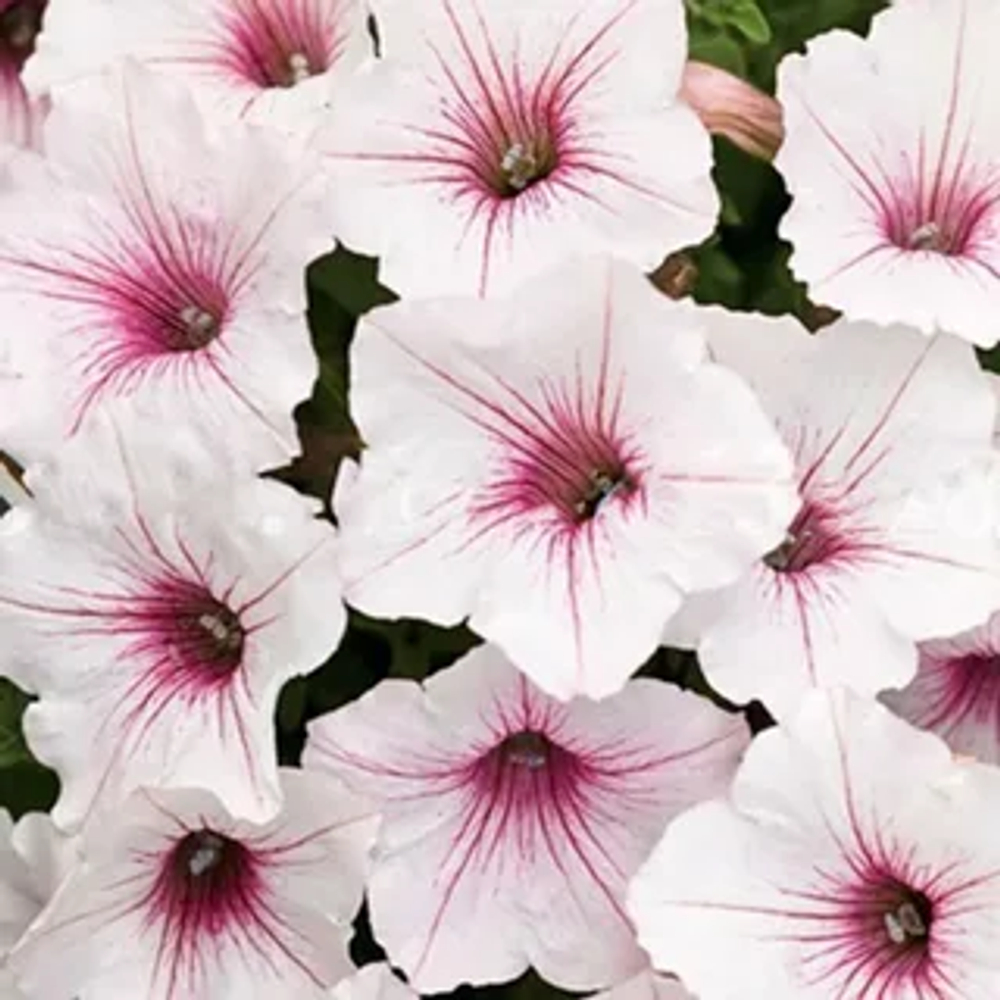 Петуния VISTA Silverberry