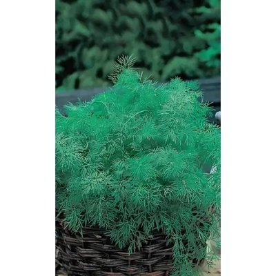 Семена Укроп Пушистый пучок - кустовой (УД) Е/П