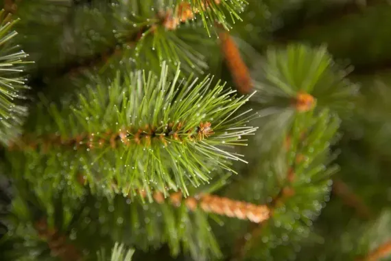 Елка Сказочная 215 см., леска+пвх, Triumph Tree (73536)