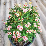 Эуфорбия Миля карликовая DAO KRAJAI