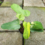 Филодендрон GOLDEN VIOLIN VAR