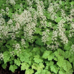 Цветник для тени "Ивовая роща".