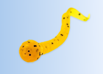 Floating Trout Slug