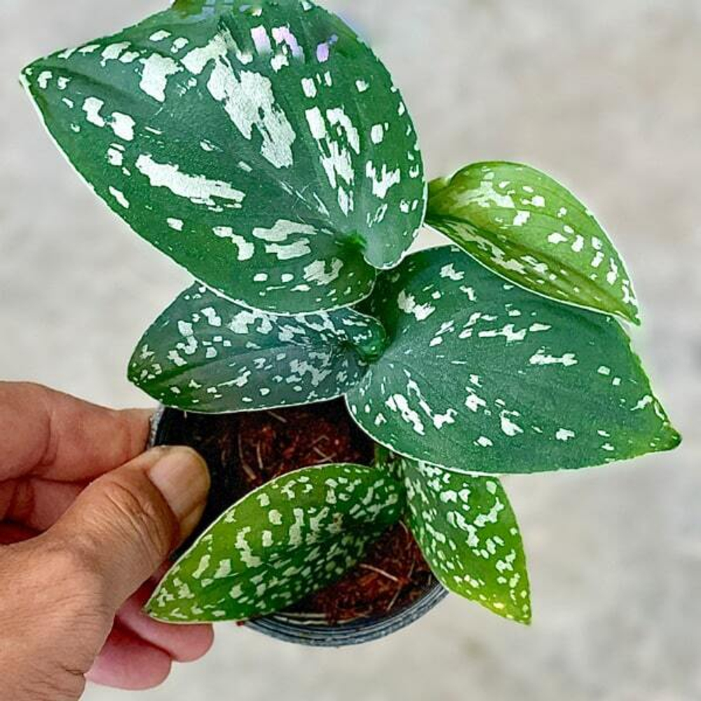 Сциндапсус ARGYRAEUS ALBO VAR