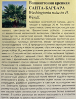 Вашингтония Санта-Барбара 3 шт СМЦ-935