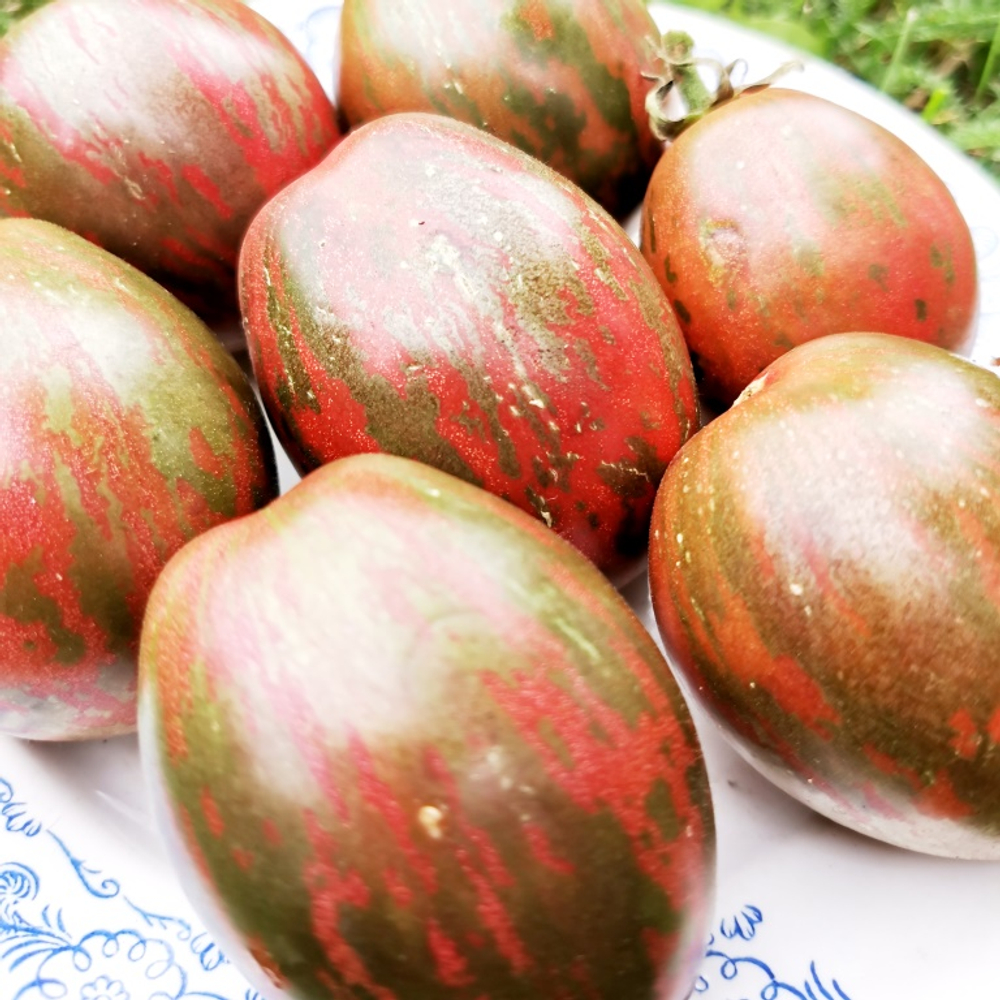 Помидоры Каликовые - Морские Колокольчики - Dwarf Maritime Bells Tomato