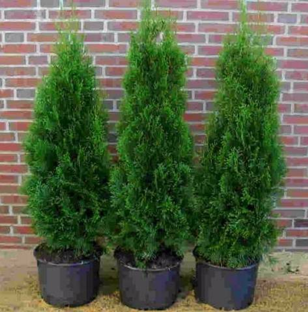 Туя западная Колумна С5 20-30