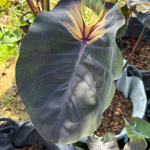 Колоказия DIABLO