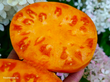 Завтрак Келлога (Kellogg's Breakfast) сорт томата