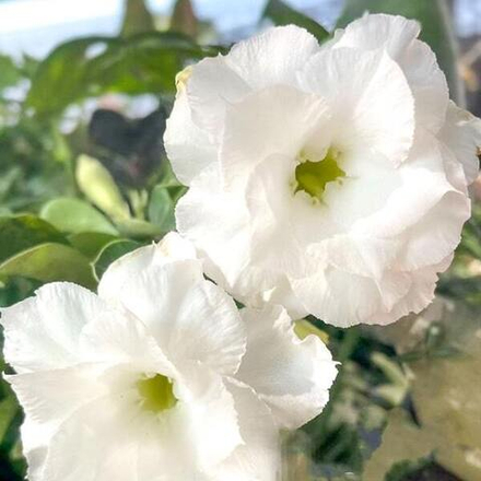 Адениум KHAO PRATTHANA