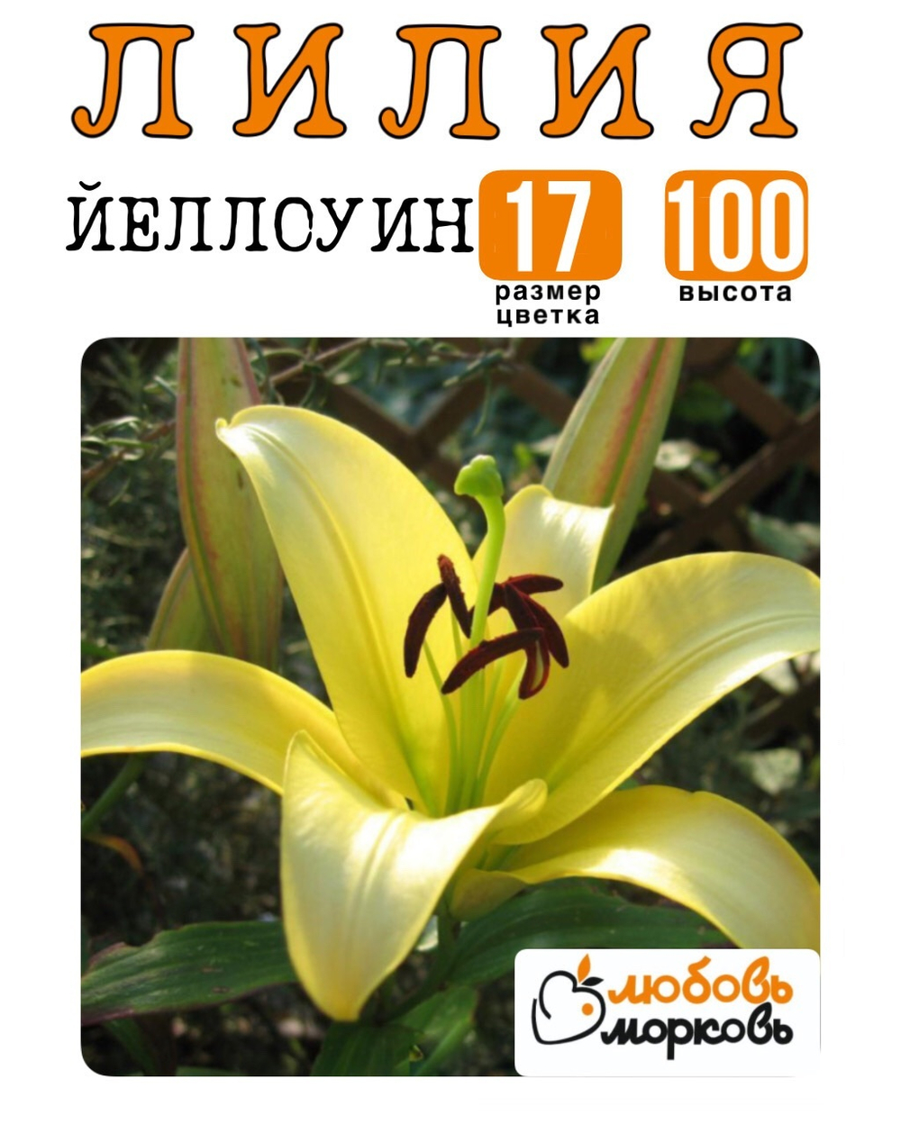 Лилия Луковица, Йеллоуин, ОТ-гибрид, 1 шт
