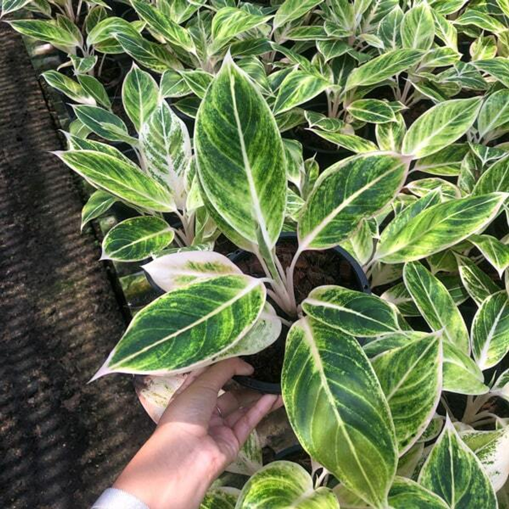 Аглаонема SIAM GOLD / GOLD AURORA