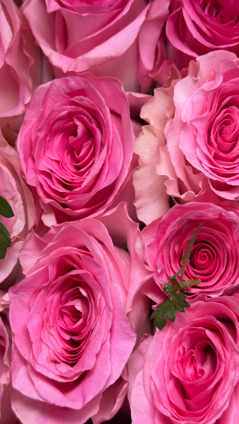 15 шт Mandala в розовой упаковке