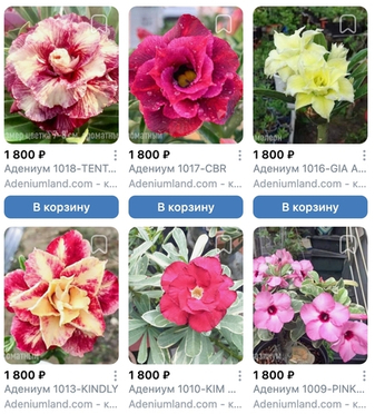 Про адениумы Вьетнам поставка S20