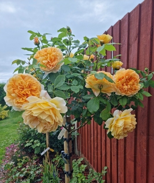 Роза на Штамбе Голден Селебрейшен