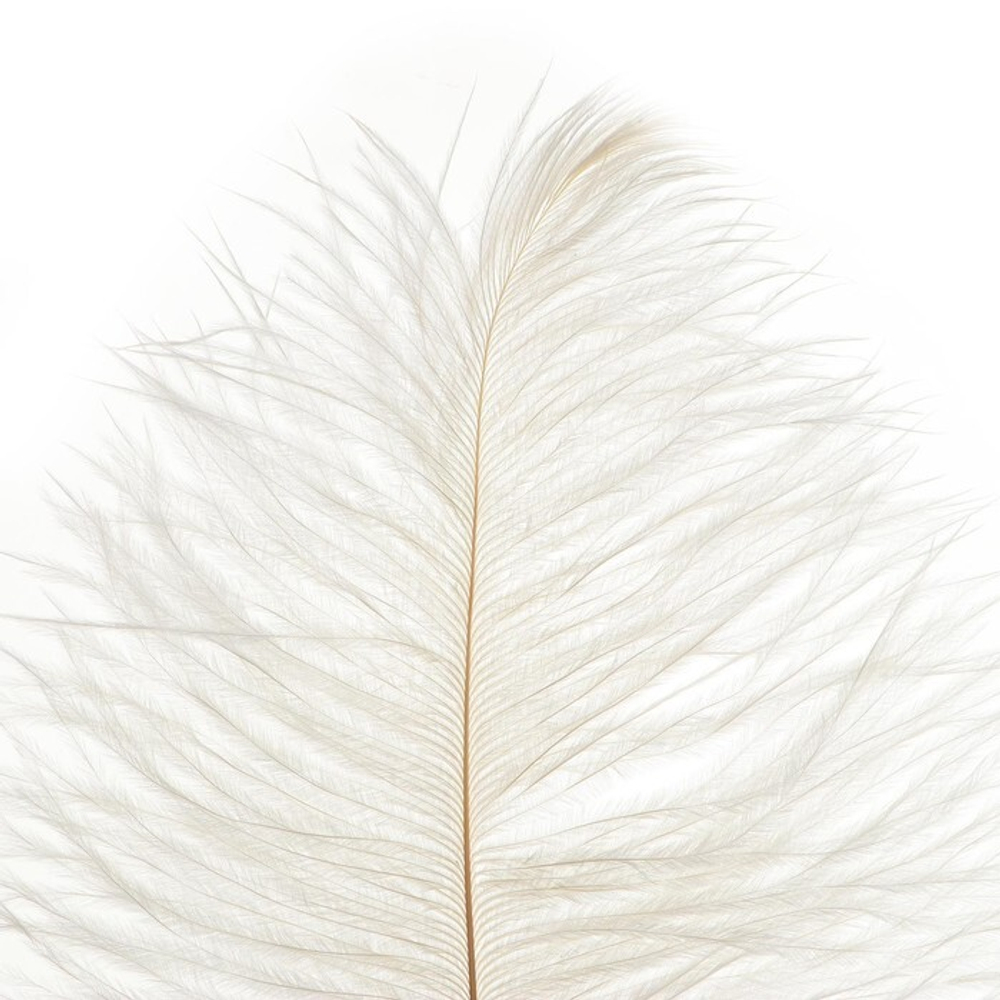 Перо для декора, размер: 25-30 см, цвет белый
