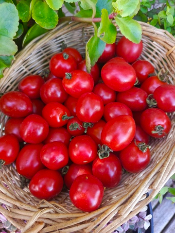 Лилина коса сорт томата