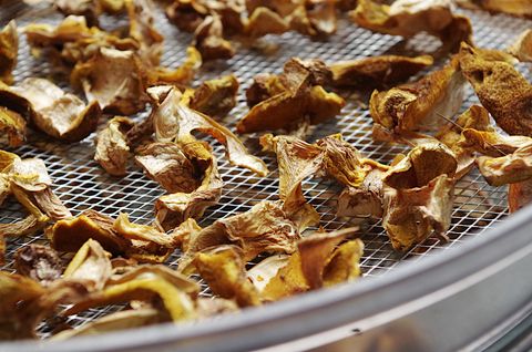 Сушим лесные маслята в дегидраторе!