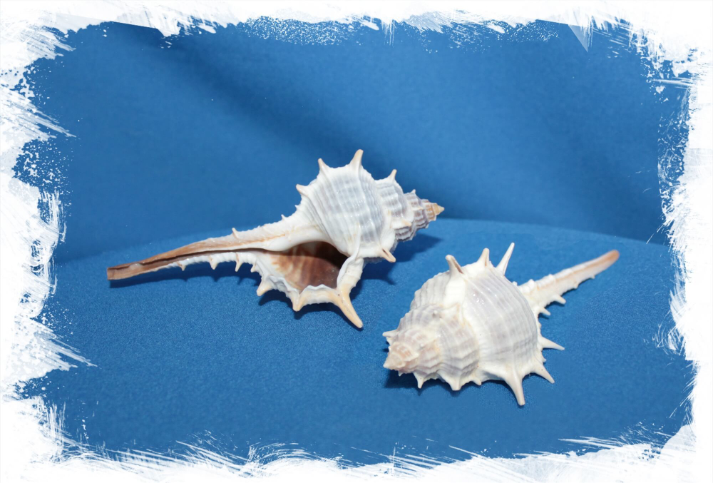 Мурекс Трапа