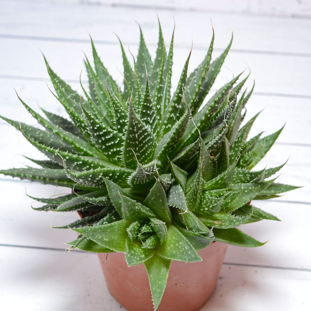 Aloe Aristata (Алоэ)