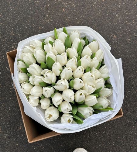 51 белый тюльпан