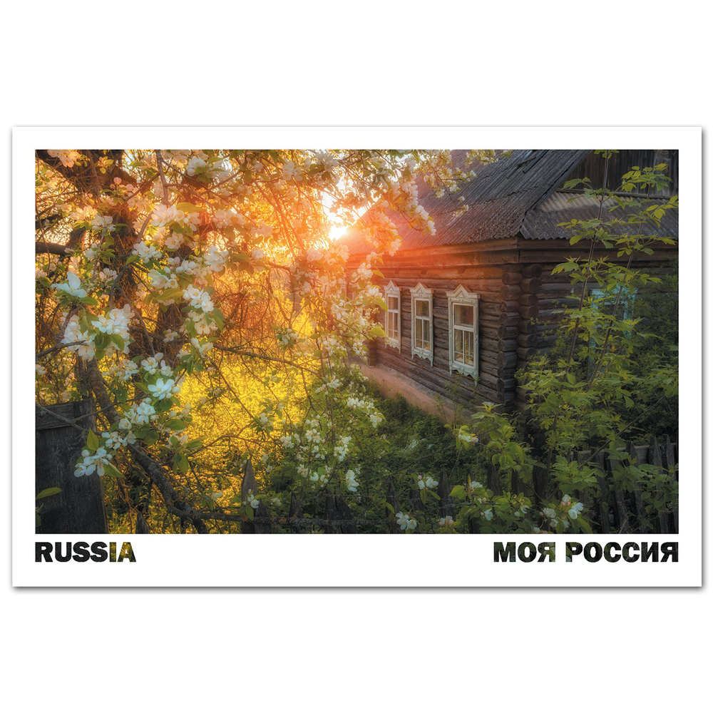 Цветёт яблоня, Смоленская область