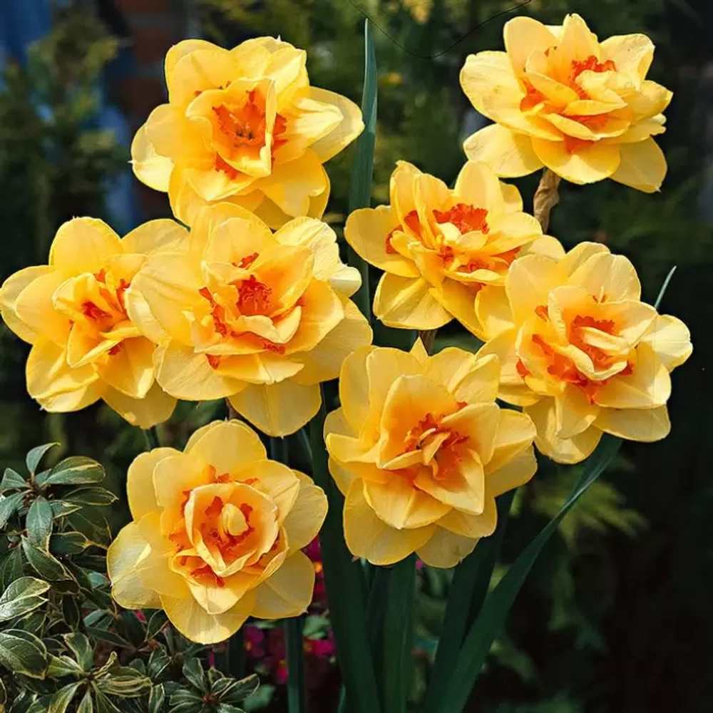 Нарцисс Таити Закупка М79 сентябрь 2026