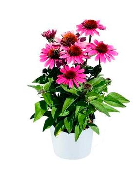 37119 Эхинацея PANAMA Rose (Весна 2026)