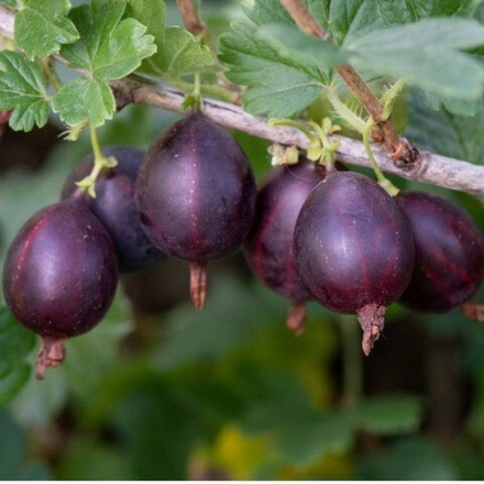 Крыжовник Грушенька