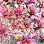 Неорегелия ISABEL BUCKINGHAM