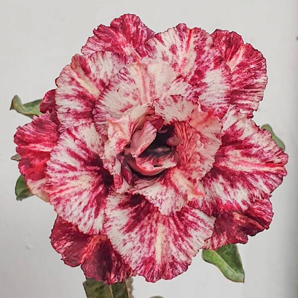 Адениум обесум 349