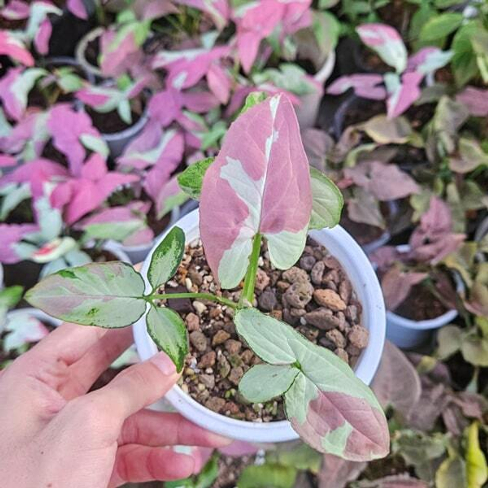 Сингониум RASPBERRY VAR