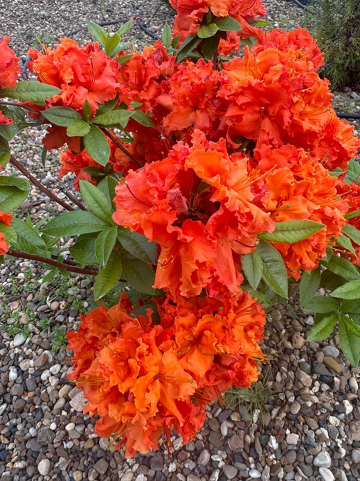 Азалия Гибралтар Закупка М42