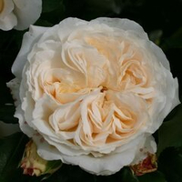 Роза Космос штамб 90-100 см Закупка М17 весна 2026