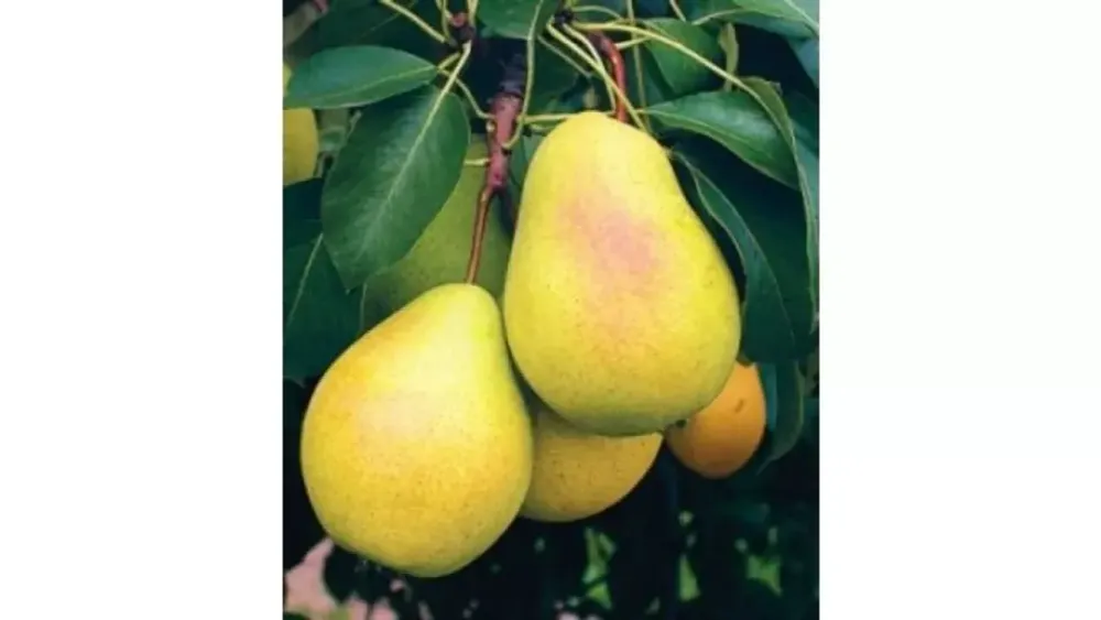 Груша Чижовская С5 Закупка М69 июнь 2026