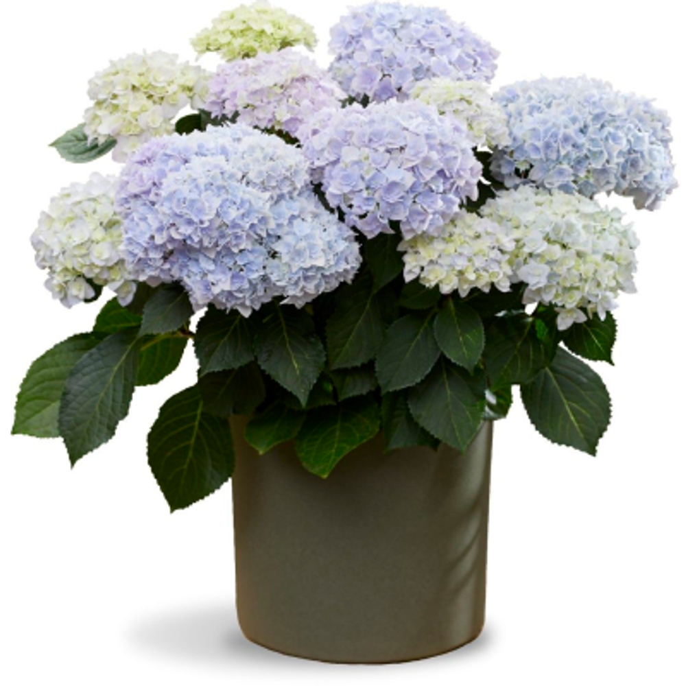 "Доппио Аззурро" («DOPPIO AZZURRO») Крупнолистная гортензия р14, весна 2025 г., Европа