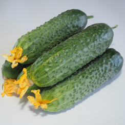 Мадейра F1 (СВ 0196 ЦВ) семена огурца партенокарпического (Seminis / Семинис)