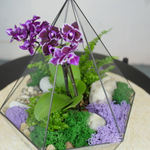 Готовый флорариум с орхидеей Вайн Алмаз