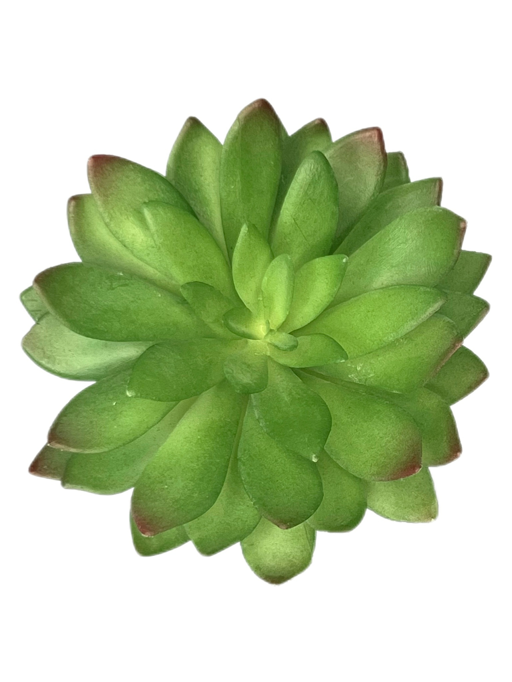 Суккулент 113 зеленый
