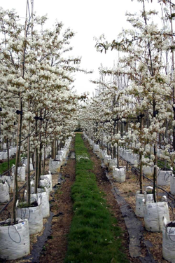 Ирга ламарка штамб Закупка М66 апрель 2026