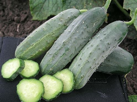 ГЕКТОР F1 семена огурца (Nunhems | Alexagro) – фото 5